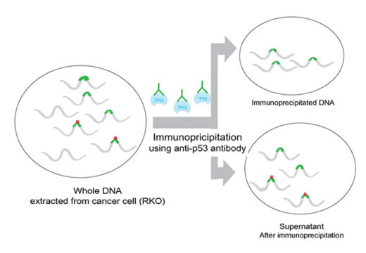 Direct observation of DNA alterations induced by a DNA disruptor