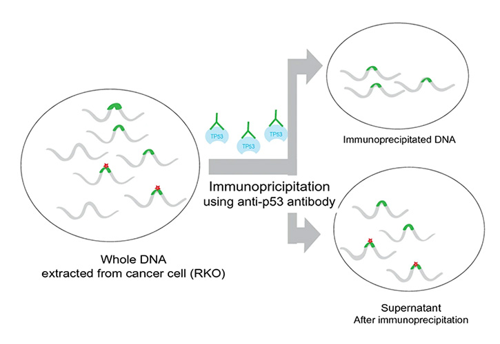 Direct observation of DNA alterations induced by a DNA disruptor