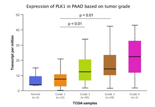 N(6)-methyladenosine methylation-regulated polo-like kinase 1 cell cycle homeostasis as a potential target of radiotherapy in pancreatic adenocarcinoma.