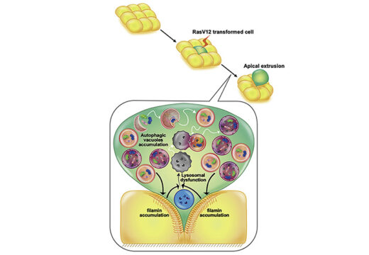 Non-degradable autophagic vacuoles are indispensable for cell competition.